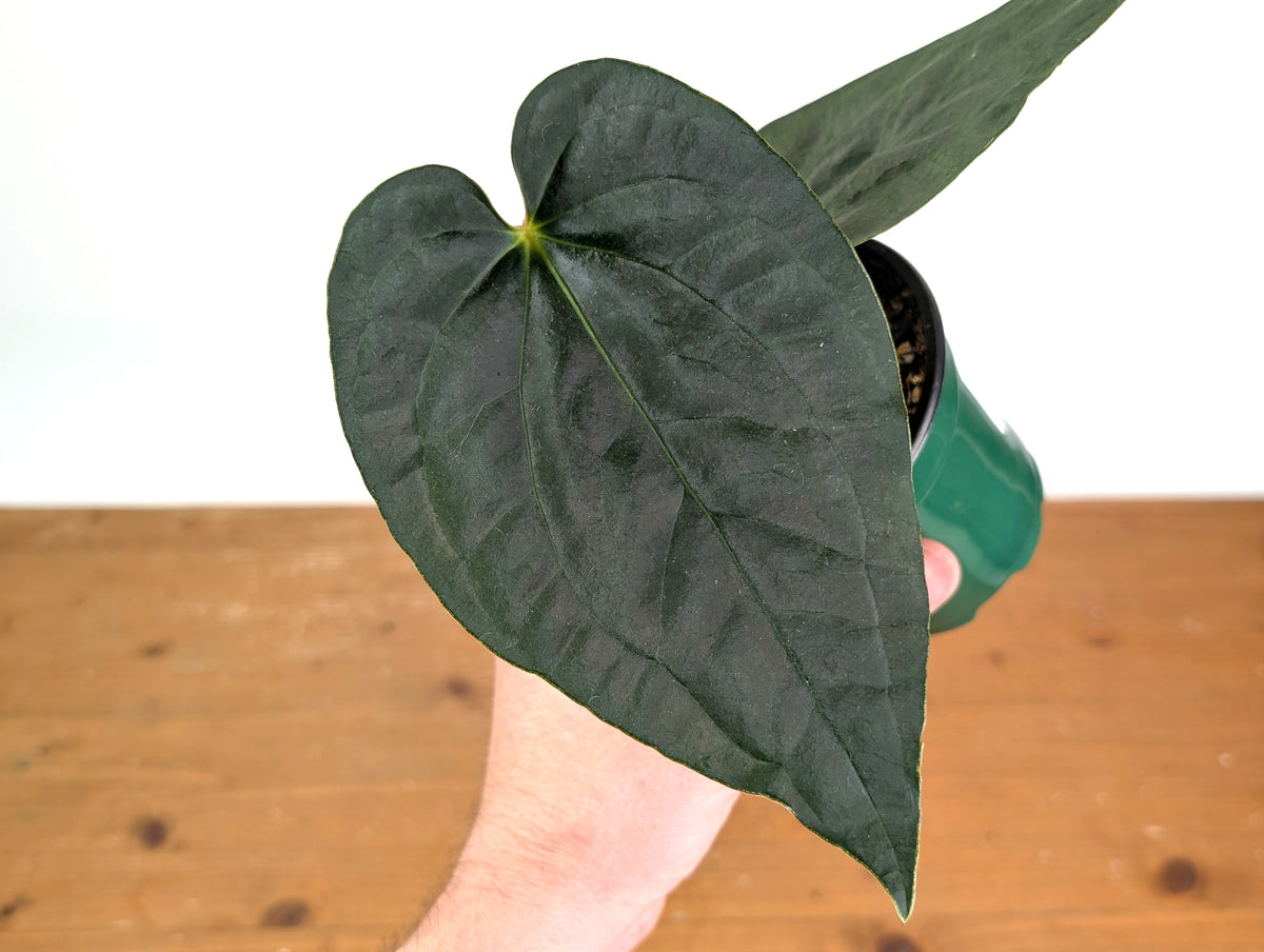 Anthurium Dressleri x Black Diamond
