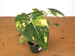 Philodendron Gloriosum Variegated (Type 2) - EXACT Plant #20F