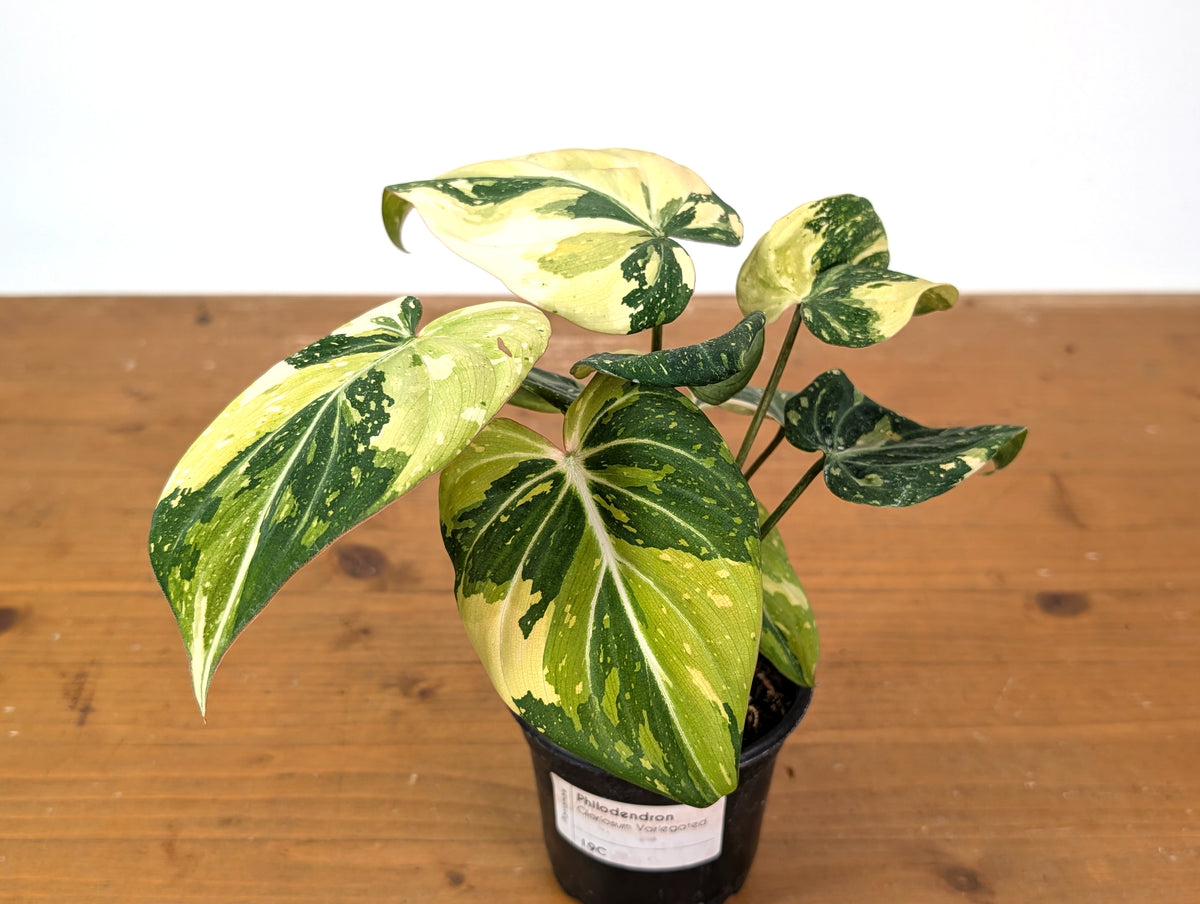 Philodendron Gloriosum Variegated (Type 2) - EXACT Plant #19C