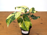 Philodendron Gloriosum Variegated (Type 2) - EXACT Plant #19C