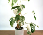 Monstera Albo - Exact Plant #13D Half Moon