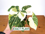 Philodendron Gloriosum Variegated - EXACT Plant #28A - 4" Pot