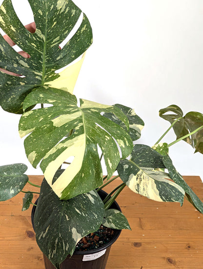 Monstera Thai Constellation 2 Plants EXACT 8&quot; 2 Gallon Pot 