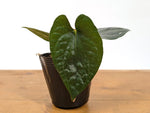 Anthurium 'Happy Bunny' (Pinkleyi x Luxurians)