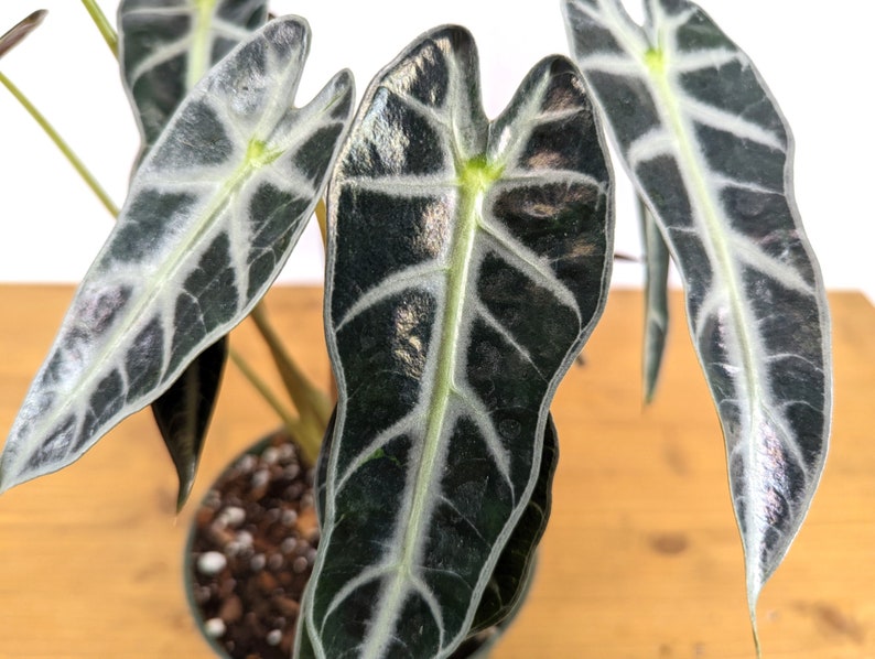 Alocasia Bambino
