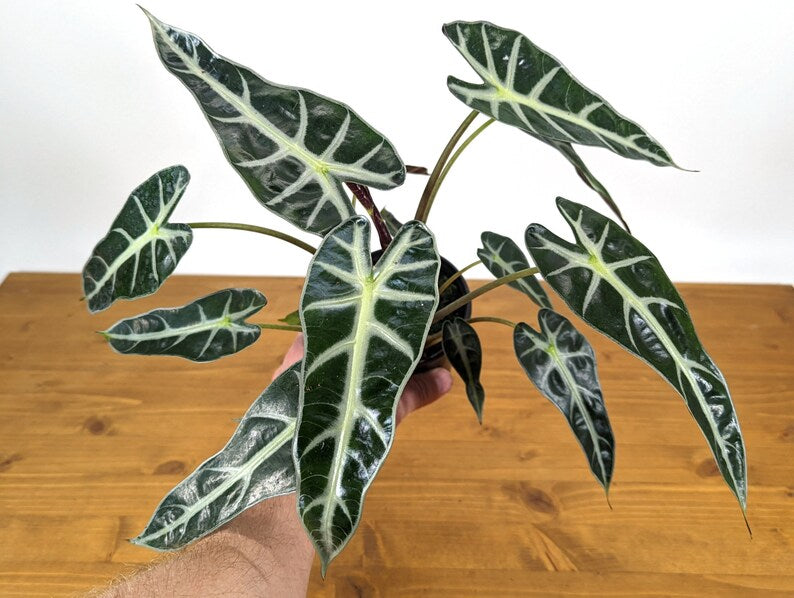 Alocasia Bambino