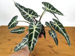 Alocasia Bambino