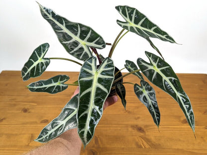 Alocasia Bambino