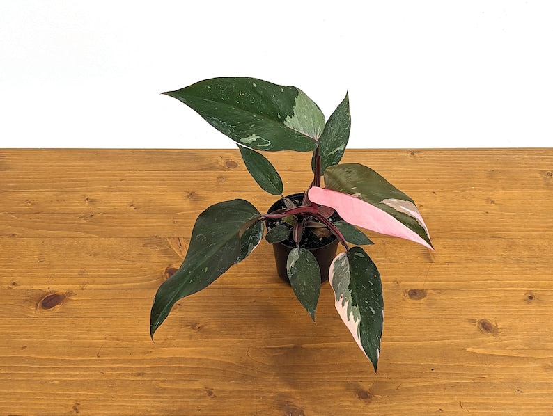 Philodendron Pink Princess