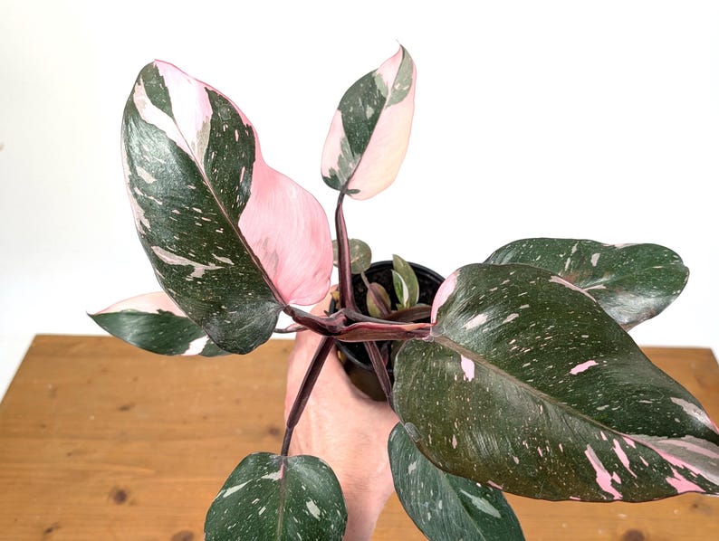 Philodendron Pink Princess
