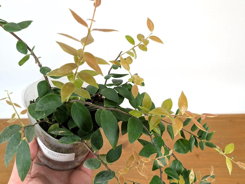 Ceratostema Glans
