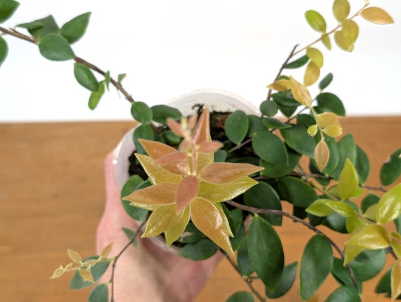 Ceratostema Glans
