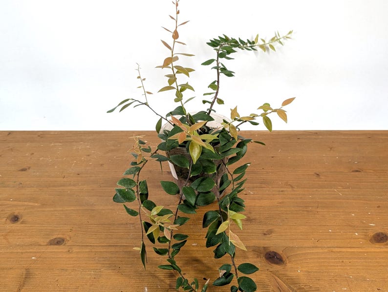 Ceratostema Glans