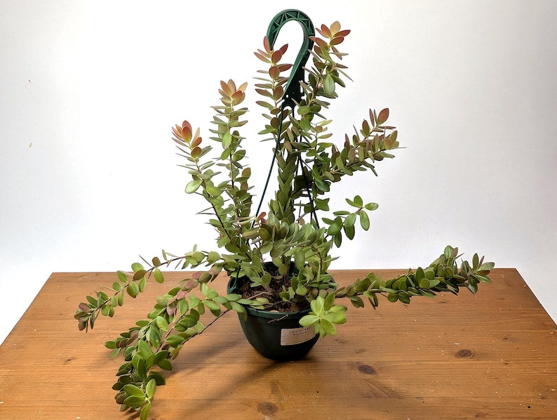 Ceratostema Kiatana
