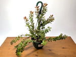 Ceratostema Kiatana
