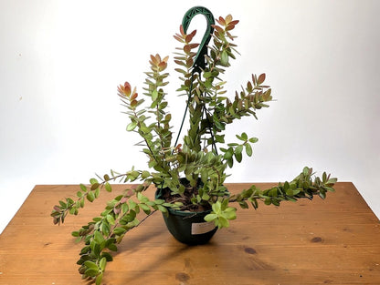 Ceratostema Kiatana