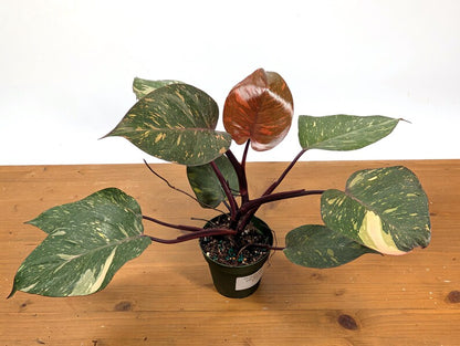 Philodendron Orange Princess Marble - Exact Plant 
