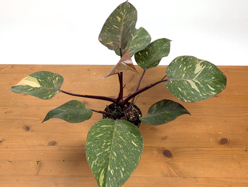 Philodendron Orange Princess Marble - Exact Plant 