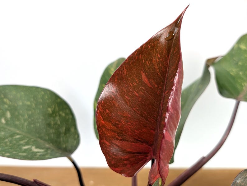 Philodendron Orange Princess Marble - Exact Plant 
