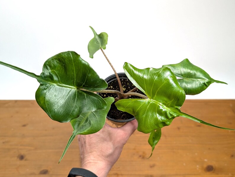 Alocasia Stingray