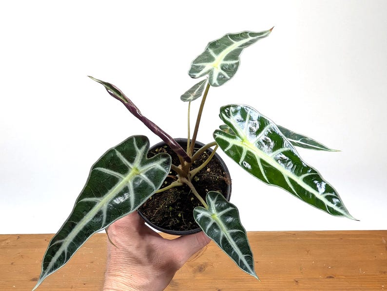 Alocasia Bambino