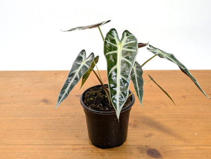 Alocasia Bambino