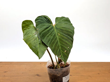 Philodendron Serpens x Verrucosum