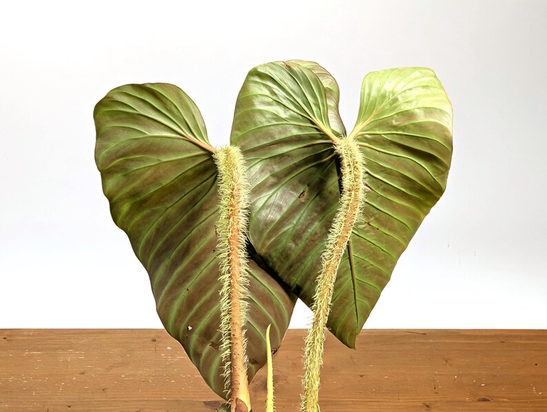 Philodendron Serpens x Verrucosum