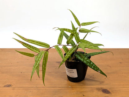 Ceratostema Pedunculatum