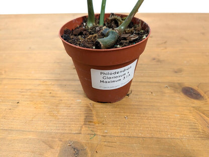 EXACT Philodendron Gloriosum x Maximum SPORT Variegated
