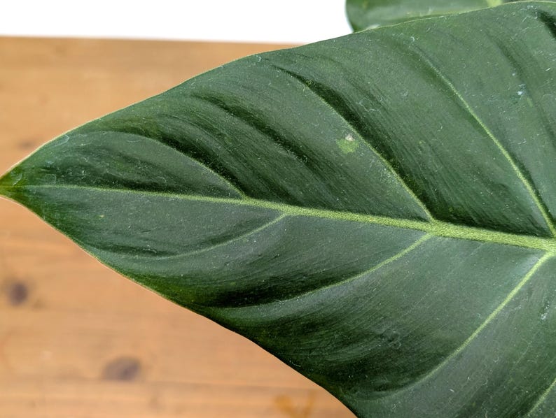 EXACT Philodendron Gloriosum x Maximum SPORT Variegated