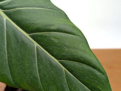 EXACT Philodendron Gloriosum x Maximum SPORT Variegated
