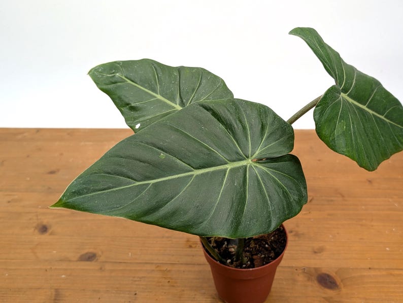 EXACT Philodendron Gloriosum x Maximum SPORT Variegated