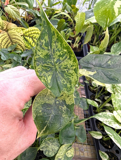 Alocasia Dragon Scale Mint Variegated