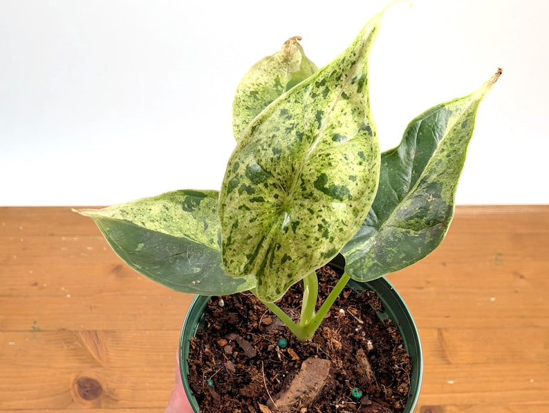 Alocasia Dragon Scale Mint Variegated