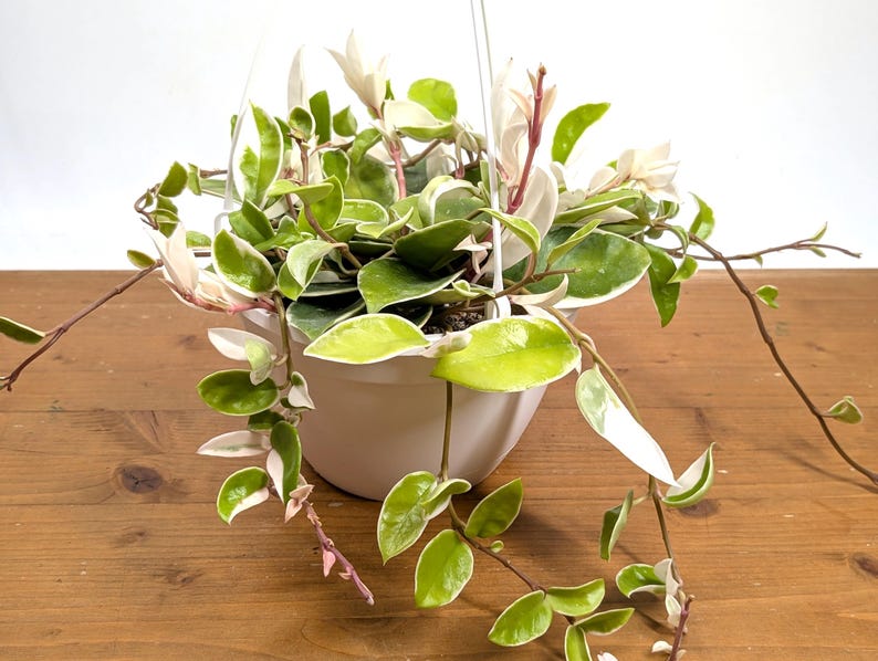 Hoya 'Krimson Queen' Carnosa Albo