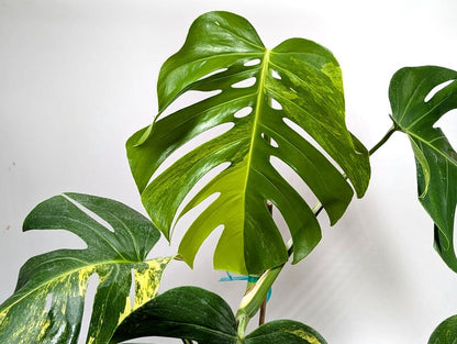 Monstera Aurea Huge Floating Plant in 6 inch pot Multiple Leaves Great Color | 