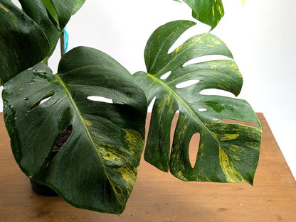 Monstera Aurea Huge Floating Plant in 6 inch pot Multiple Leaves Great Color | 
