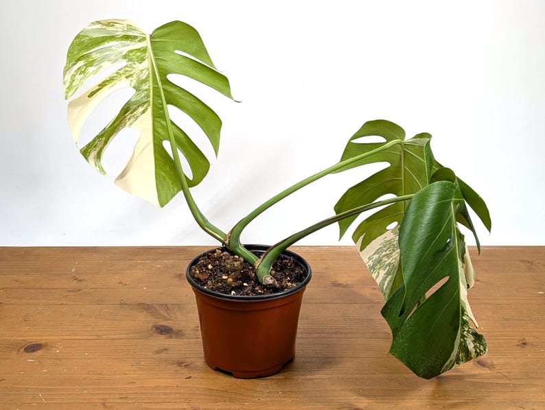 EXACT Monstera Albo Borsigniana - 6 Inch Pot 