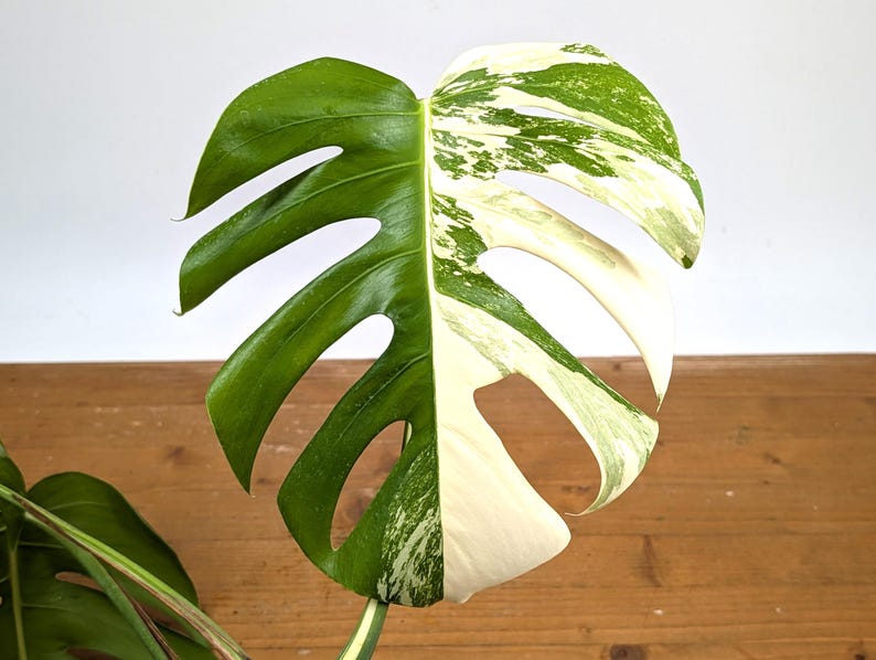 EXACT Monstera Albo Borsigniana - 6 Inch Pot 