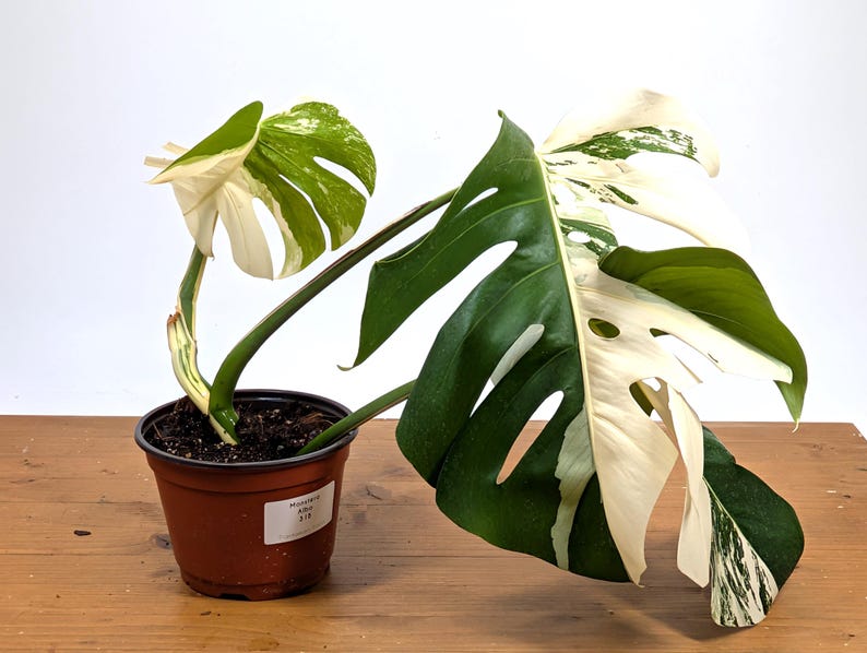 EXACT Monstera Albo Borsigniana - 6 Inch Pot 