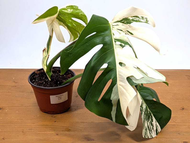 EXACT Monstera Albo Borsigniana - 6 Inch Pot 