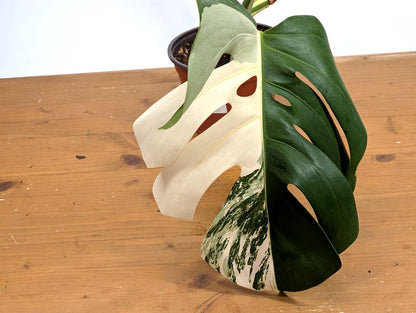 EXACT Monstera Albo Borsigniana - 6 Inch Pot 