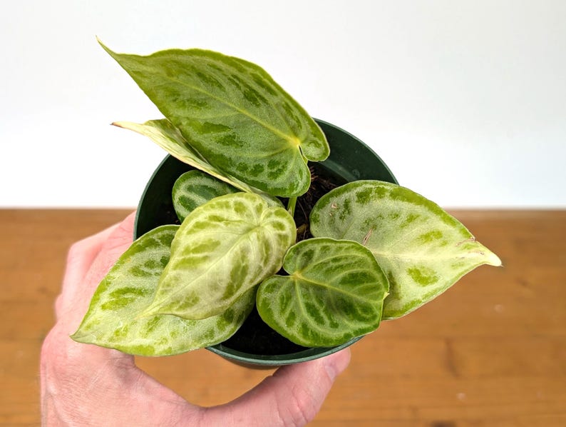 Anthurium Dorayaki Silver Blush