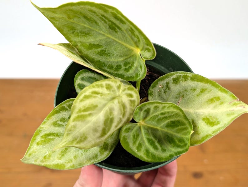 Anthurium Dorayaki Silver Blush