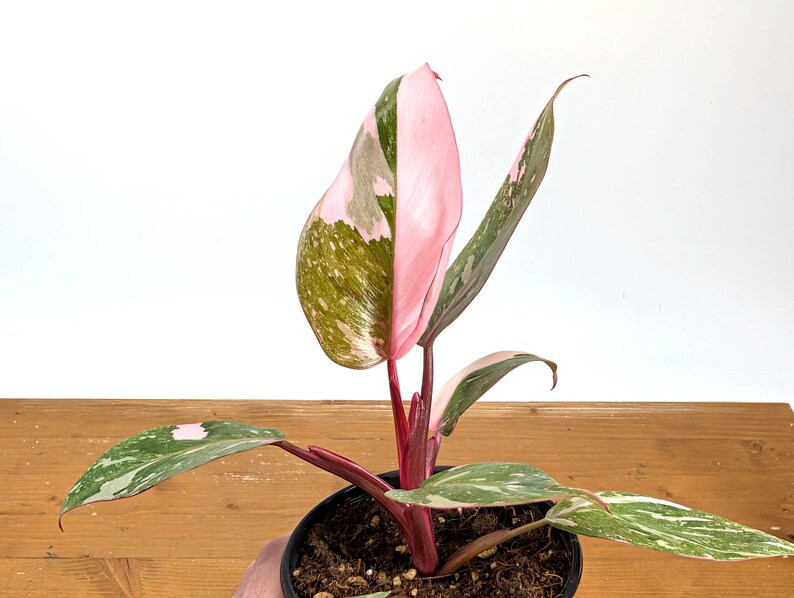 Philodendron Pink Princess 'Bubble Gum'