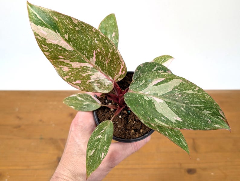 Philodendron Pink Princess 'Bubble Gum'