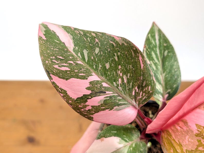 Philodendron Pink Princess 'Bubble Gum'