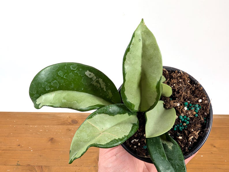 Hoya Silver Moon