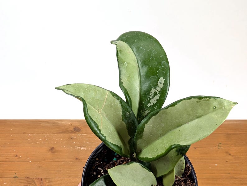 Hoya Silver Moon